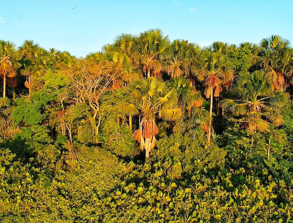 Açaizal — Curralinho, Marajó (PA)