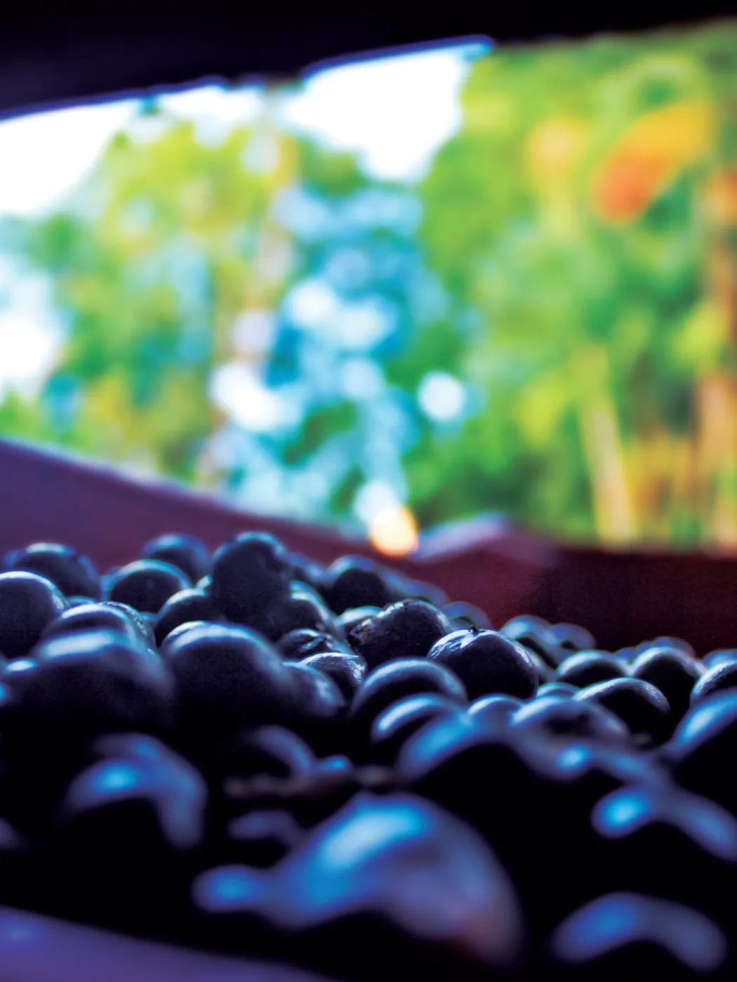 Frutos de açaí recém-colhidos